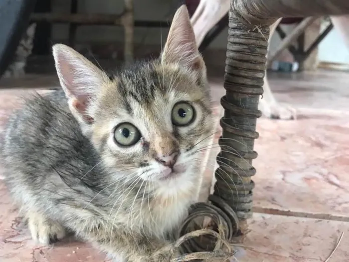 Gato ra a SRD-ViraLata idade 2 a 6 meses nome Ale