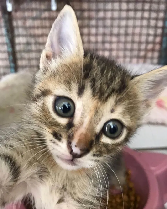 Gato ra a SRD-ViraLata idade 2 a 6 meses nome Beta