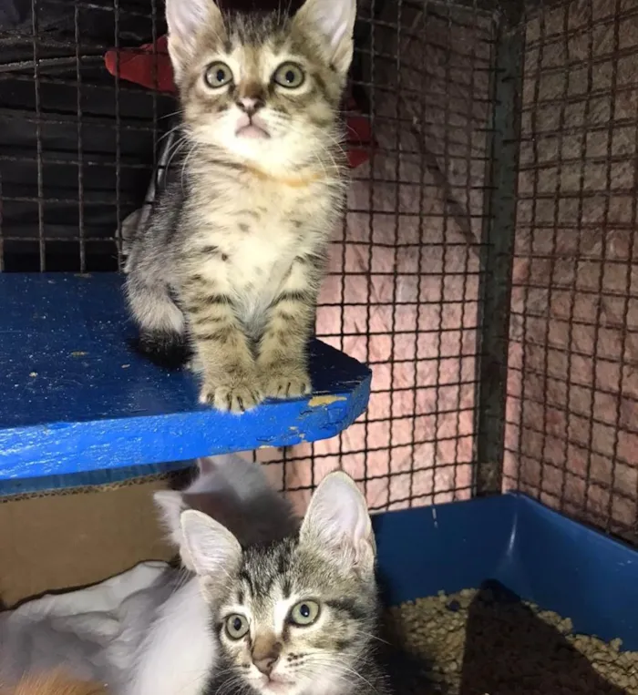 Gato ra a SRD-ViraLata idade 2 a 6 meses nome Beta