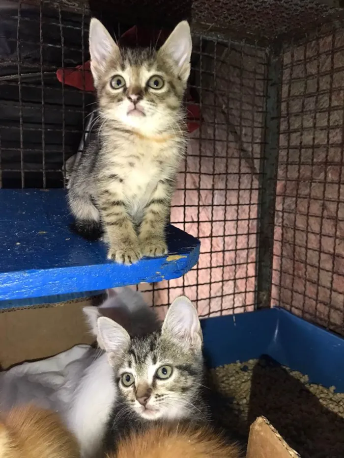 Gato ra a SRD-ViraLata idade 2 a 6 meses nome Beta