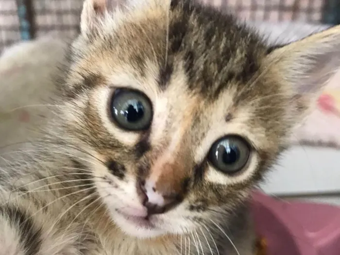 Gato ra a SRD-ViraLata idade 2 a 6 meses nome Beta