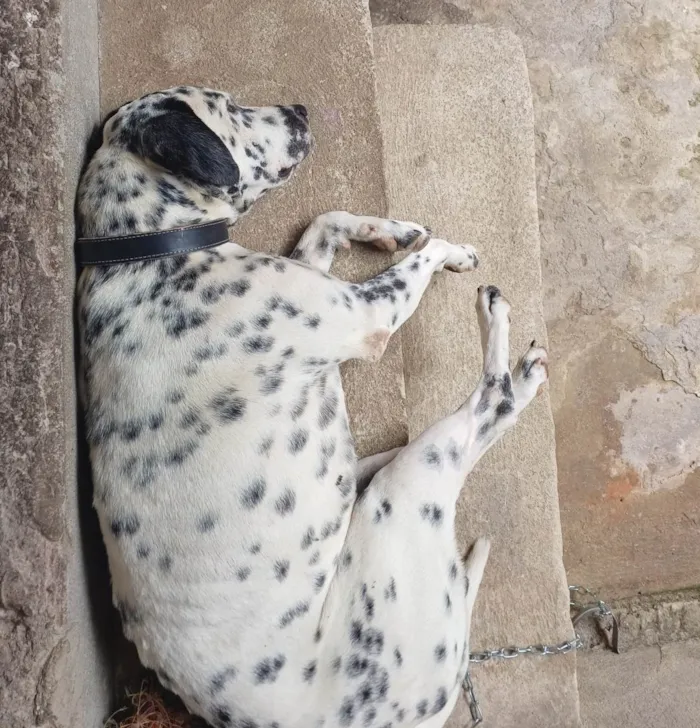 Cachorro ra a Dálmata idade 2 anos nome Luck