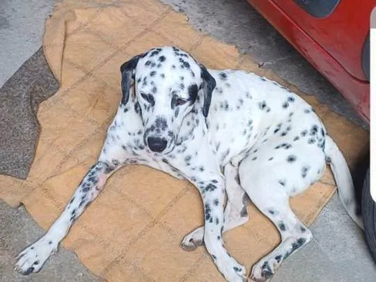 Cachorro ra a Dálmata idade 2 anos nome Luck