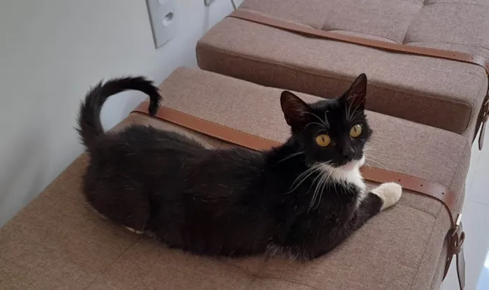 Gato raça SRD-ViraLata idade 2 a 6 meses nome Luna