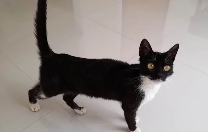 Gato raça SRD-ViraLata idade 2 a 6 meses nome Luna