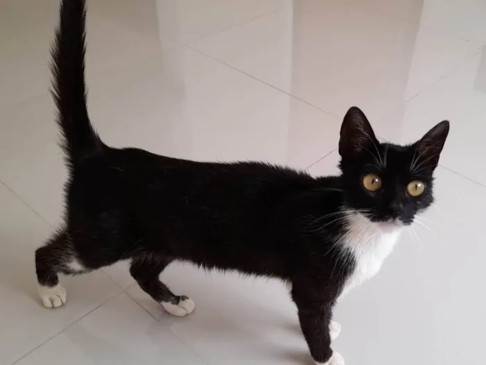 Gato raça SRD-ViraLata idade 2 a 6 meses nome Luna
