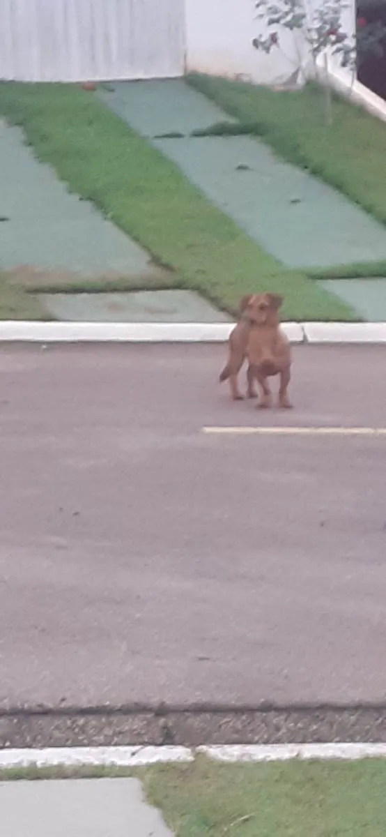 Cachorro ra a Basset-Cofap  idade 1 ano nome Não sei