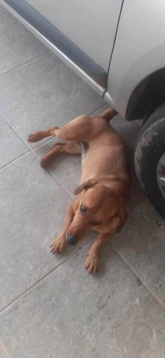 Cachorro ra a Basset-Cofap  idade 1 ano nome Não sei