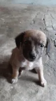 Não possui