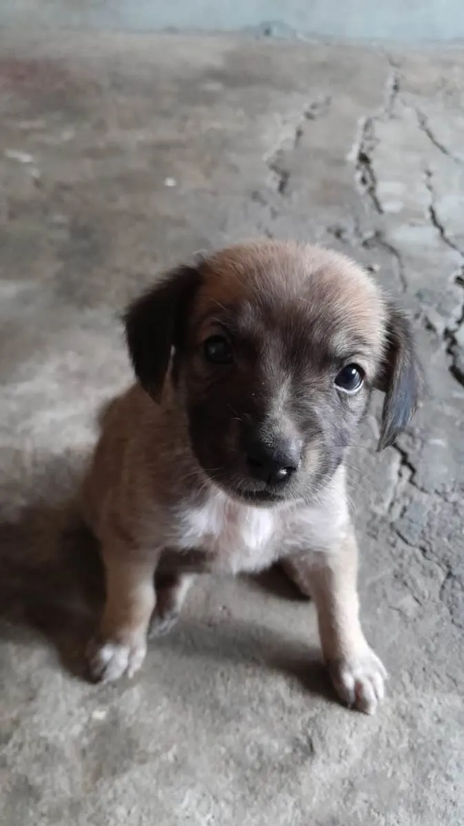 Cachorro ra a SRD-ViraLata idade Abaixo de 2 meses nome Não possui