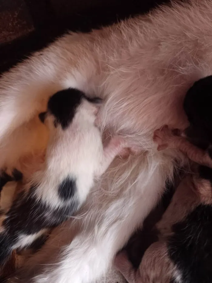 Gato ra a Gato  idade Abaixo de 2 meses nome Gata e 4 filhotes para adoção 