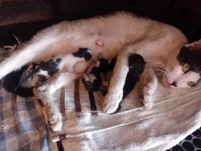 Gato ra a Gato  idade Abaixo de 2 meses nome Gata e 4 filhotes para adoção 