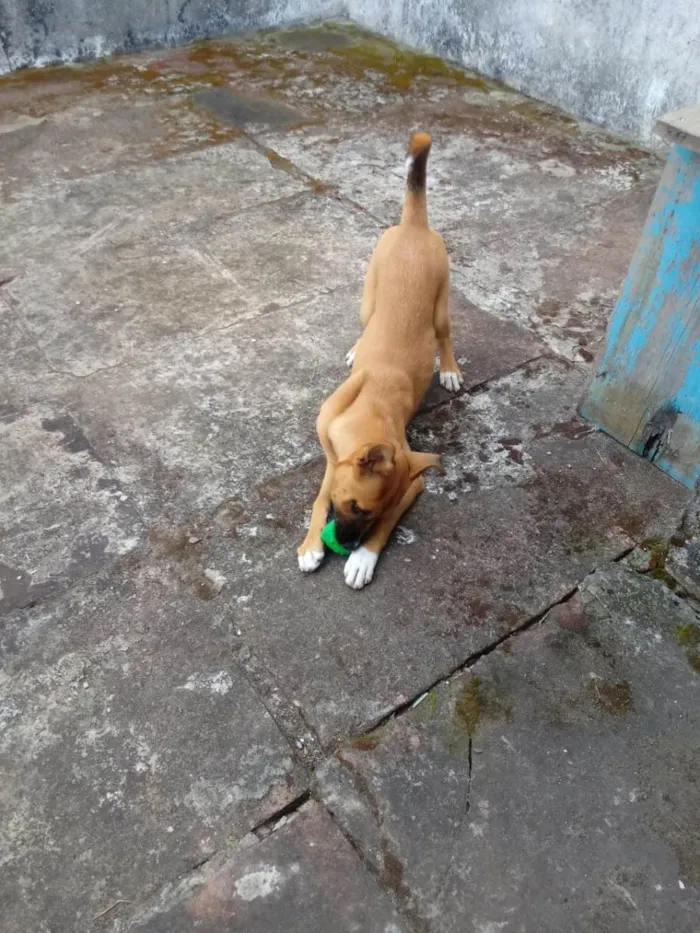 Cachorro ra a Indefinida idade 2 a 6 meses nome Agnes