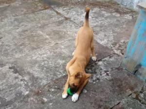 Cachorro raça Indefinida idade 2 a 6 meses nome Agnes