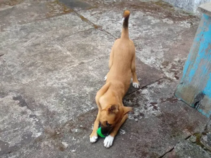 Cachorro ra a Indefinida idade 2 a 6 meses nome Agnes