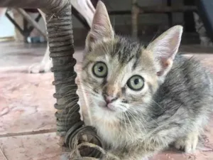 Gato raça SRD-ViraLata idade 2 a 6 meses nome Ale