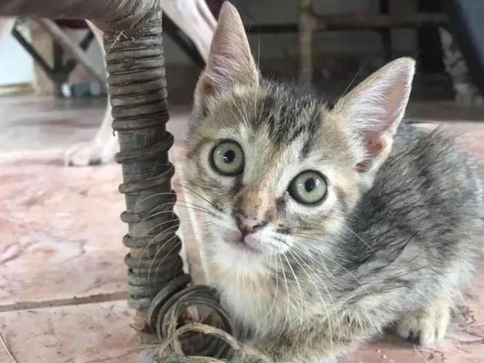 Gato ra a SRD-ViraLata idade 2 a 6 meses nome Ale