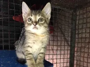 Gato raça SRD-ViraLata idade 2 a 6 meses nome Beta