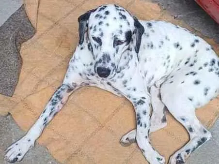 Cachorro ra a Dálmata idade 2 anos nome Luck