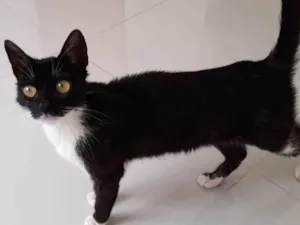 Gato raça SRD-ViraLata idade 2 a 6 meses nome Luna