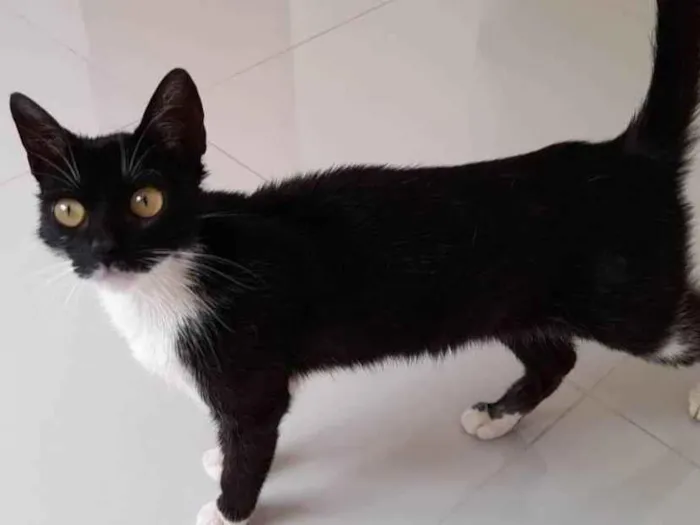Gato raça SRD-ViraLata idade 2 a 6 meses nome Luna
