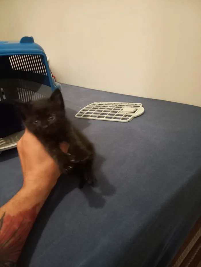 Gato ra a SRD-ViraLata idade Abaixo de 2 meses nome Grafite 
