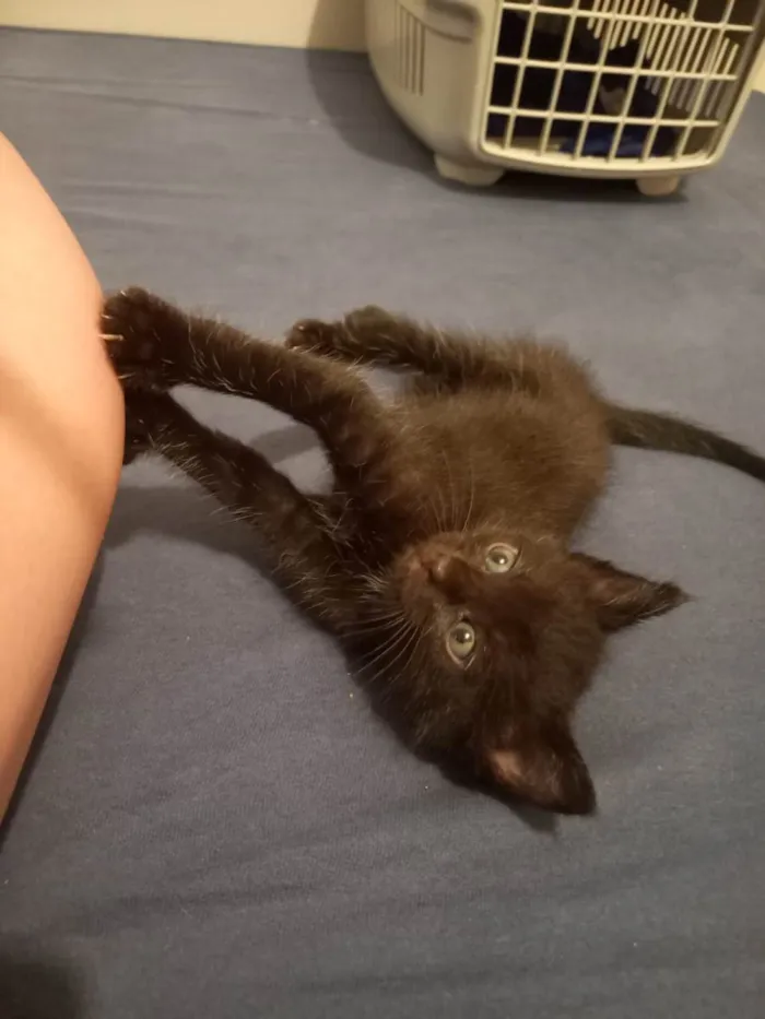 Gato ra a SRD-ViraLata idade Abaixo de 2 meses nome Grafite 