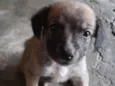 Não possui