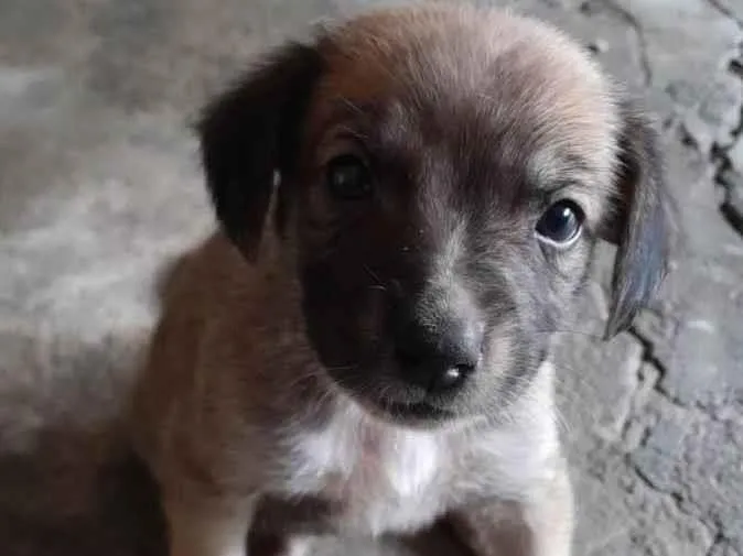 Cachorro ra a SRD-ViraLata idade Abaixo de 2 meses nome Não possui
