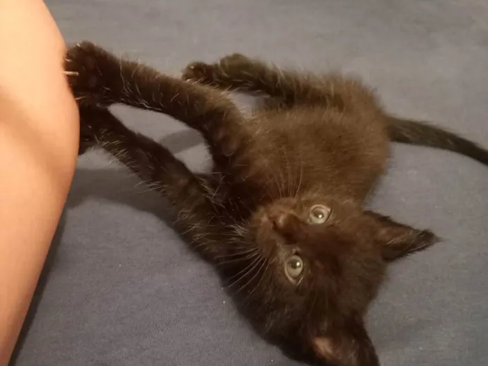 Gato ra a SRD-ViraLata idade Abaixo de 2 meses nome Grafite 