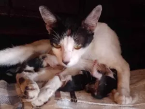 Gato raça Gato  idade Abaixo de 2 meses nome Gata e 4 filhotes para adoção 