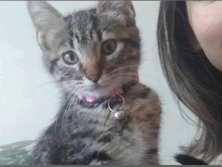 Gato ra a SRD-ViraLata idade 2 a 6 meses nome Luna