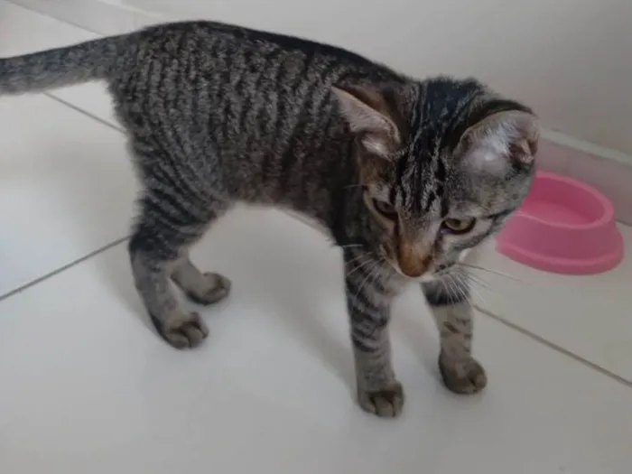 Gato ra a SRD-ViraLata idade 2 a 6 meses nome Luna