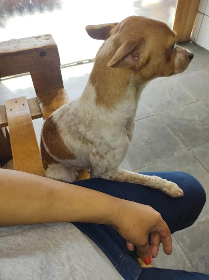 Cachorro raça SRD-ViraLata idade 1 ano nome Cristal