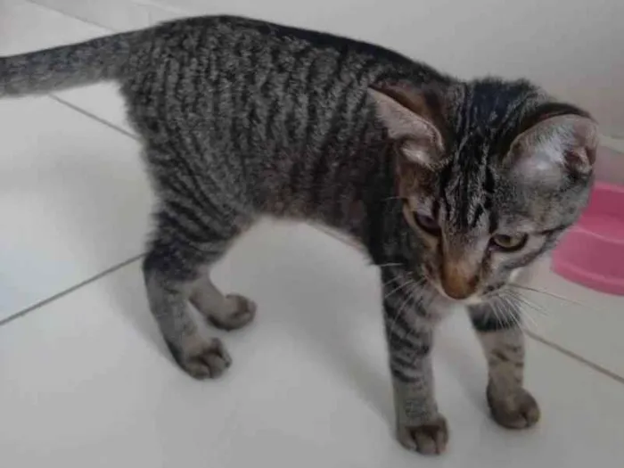 Gato ra a SRD-ViraLata idade 2 a 6 meses nome Luna