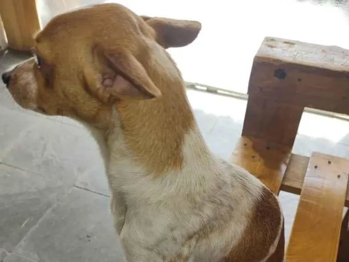 Cachorro raça SRD-ViraLata idade 1 ano nome Cristal