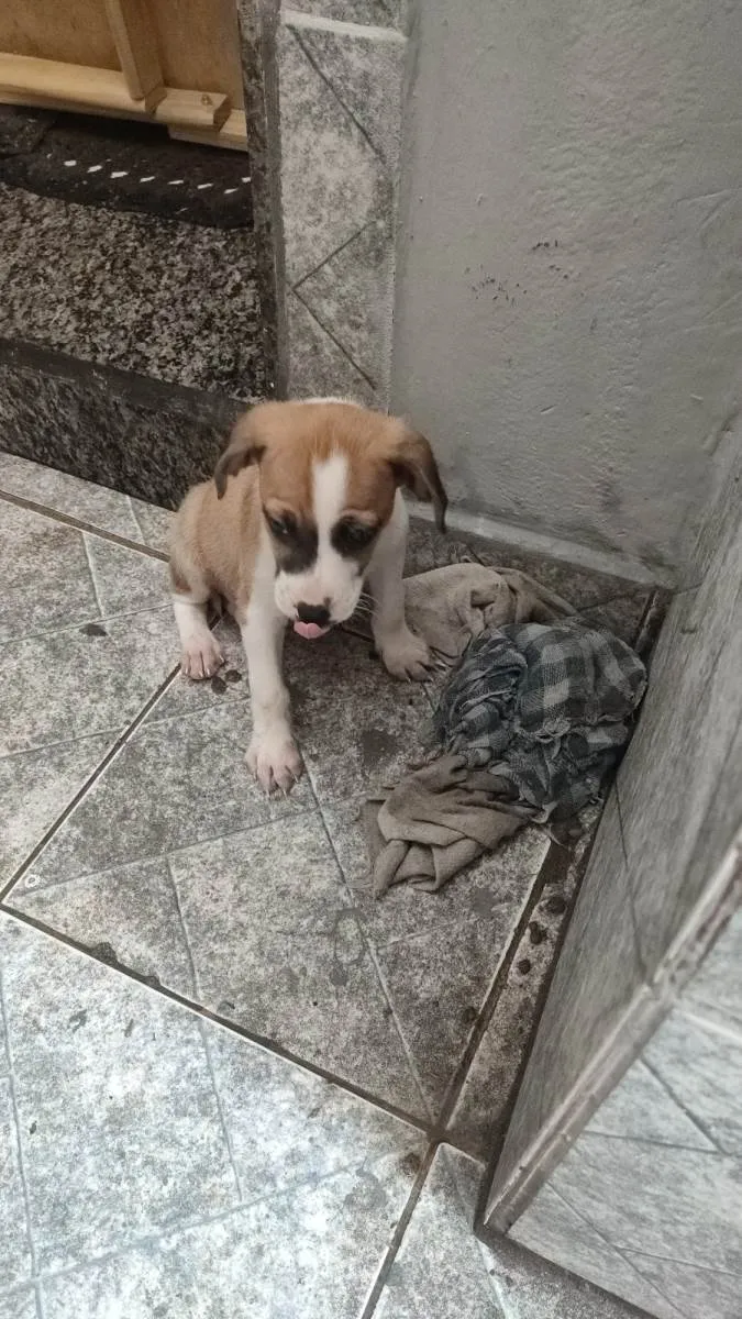 Cachorro ra a Sem raça  idade  nome Sem nome 