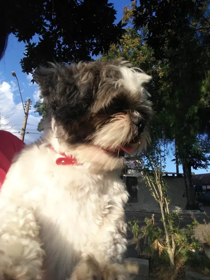 Cachorro ra a Shitzu idade 5 anos nome Zé 