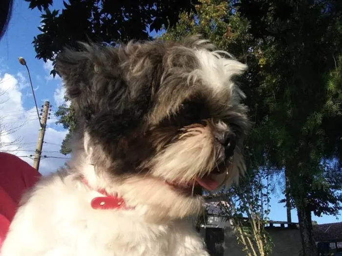 Cachorro ra a Shitzu idade 5 anos nome Zé 