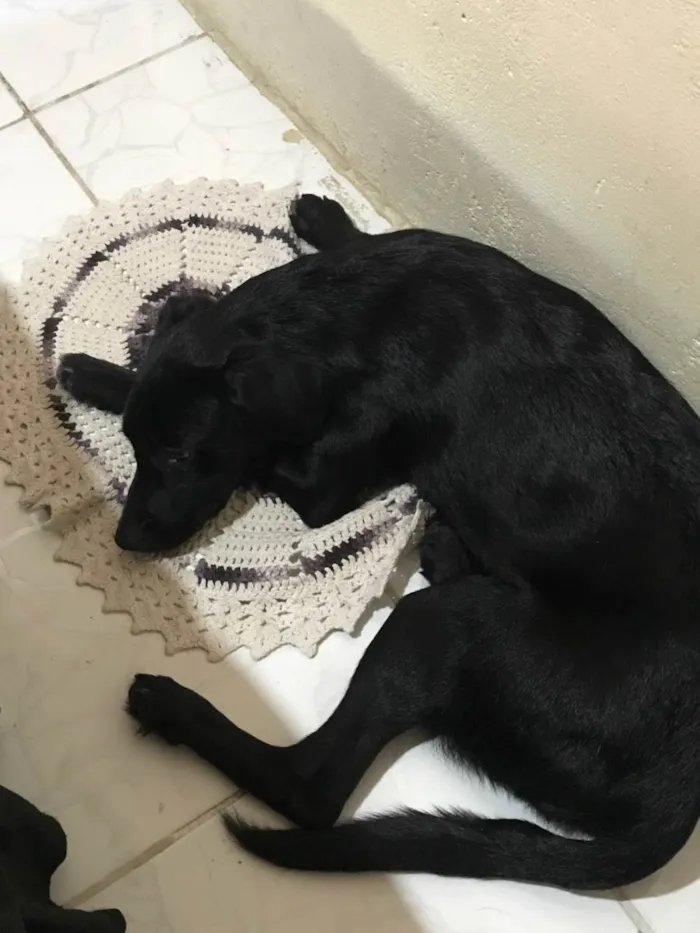 Cachorro ra a SRD-ViraLata idade 2 a 6 meses nome Neguinha 