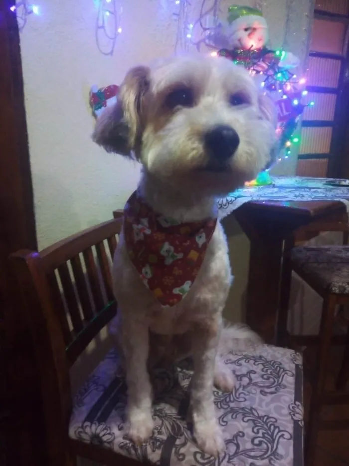 Cachorro ra a Poodle idade 6 ou mais anos nome BABI