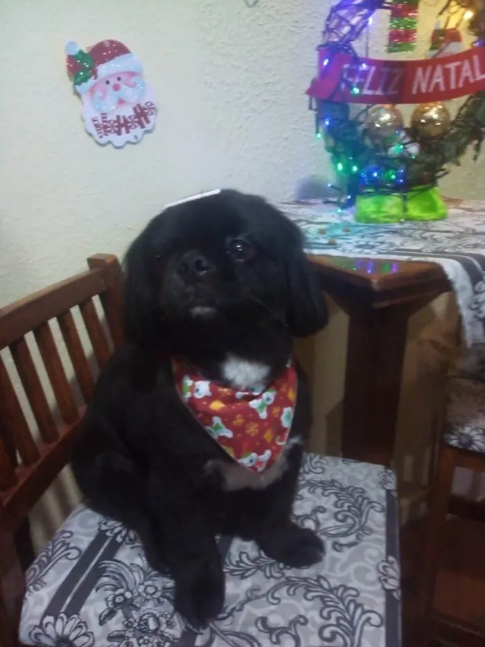 Cachorro ra a Pequinês idade 6 ou mais anos nome KODA