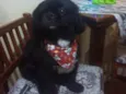 KODA