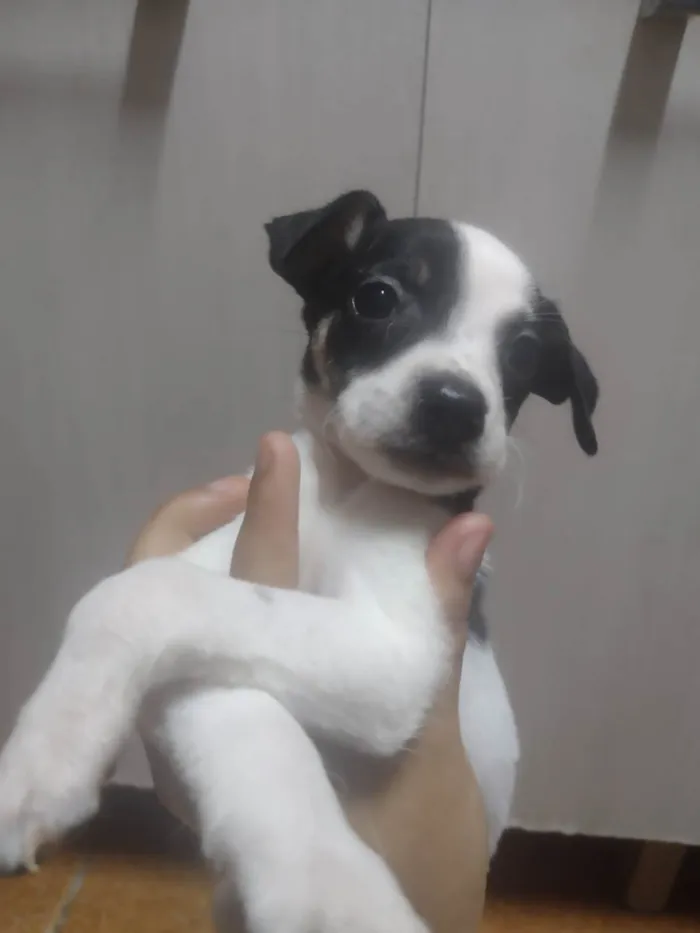 Cachorro ra a SRD-ViraLata idade Abaixo de 2 meses nome Lulu