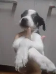 Lulu