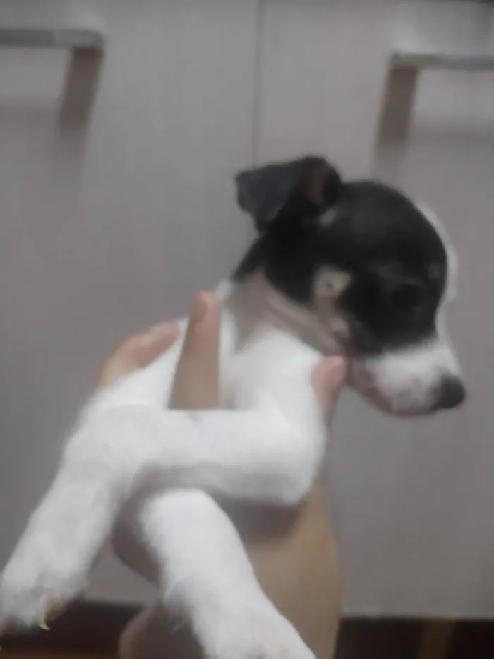 Cachorro ra a SRD-ViraLata idade Abaixo de 2 meses nome Lulu