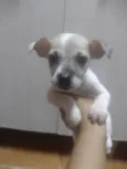 Luana