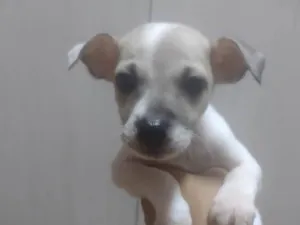 Cachorro raça SRD-ViraLata idade Abaixo de 2 meses nome Luana 