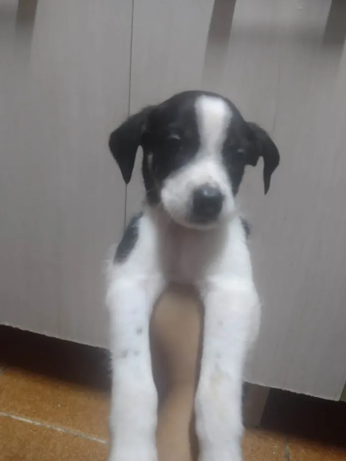 Cachorro ra a SRD-ViraLata idade 2 a 6 meses nome Luan