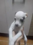 Luquinha
